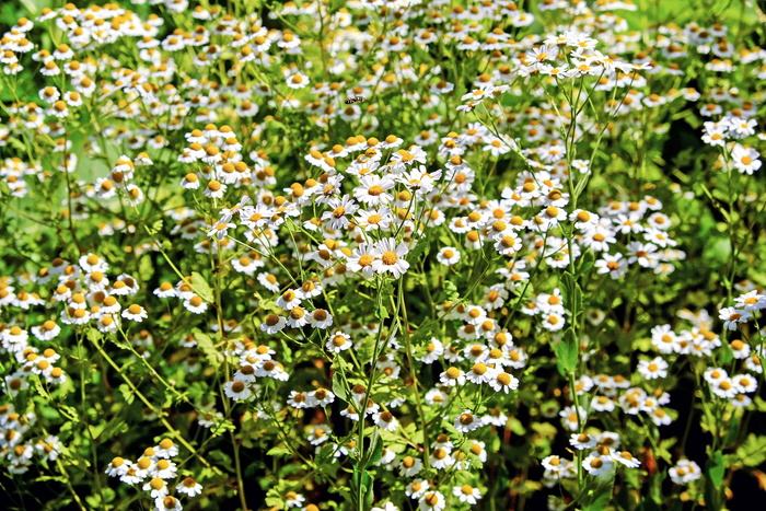 白色，洋甘菊花田，洋甘菊，观赏性洋甘菊，花朵，盛开，自然，花朵