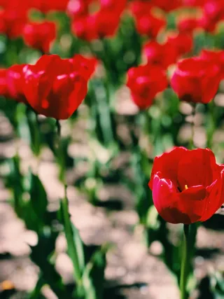 花，植物，花，天竺葵，玫瑰，美国，荷兰，第6街147号