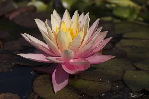 睡莲,莉莉,莉莉垫,丘花园,丘,粉红,黄色,橙色 睡莲,莉莉,莉莉垫,丘花园,丘,粉红,黄色,橙色
