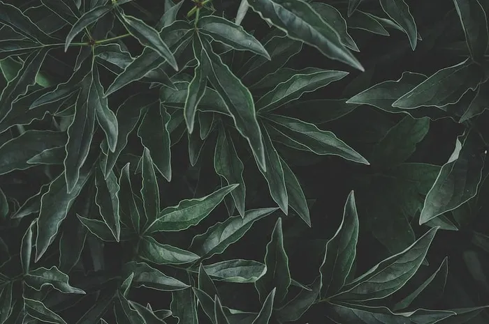 绿叶照片