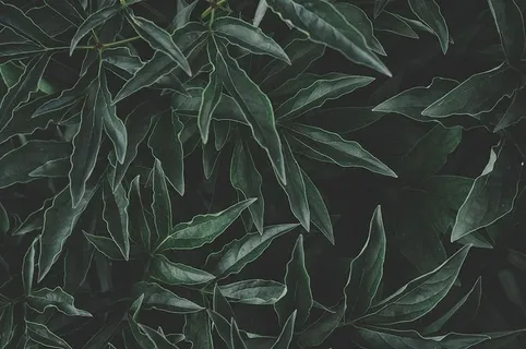 绿叶照片 绿叶照片