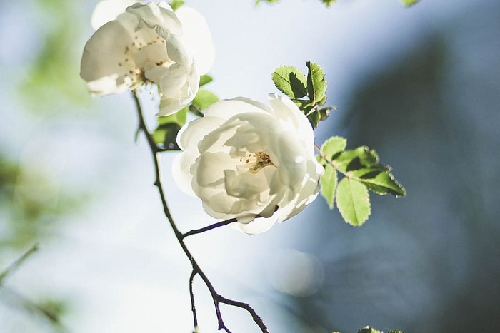 白花
