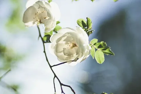 白花 白花