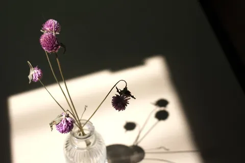 干花,苋菜,光,影,窗,花,开花植物,植物 干花,苋菜,光,影,窗,花,开花植物,植物