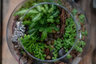 美国，格伦磨坊，玻璃器皿，植物，蕨类植物，肉质植物，绿色，草本植物