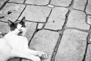 希腊、古尔内斯、黑白、bandw、猫、kitty、瞌睡猫、克里特岛