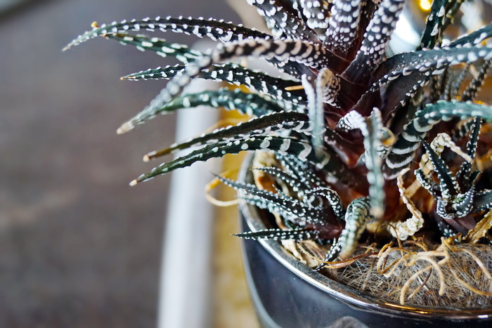 绿色斑马仙人掌植物特写照片