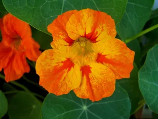 博士花，草本植物，花园，开花植物，花，花瓣，脆弱，新鲜