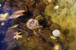 秋天，树叶，夜歌，秋天和，木头，森林，栗子，话题历史