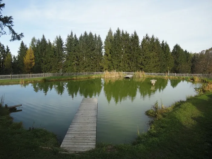 湖, 水, 静水, 卷筒纸, 休息, 自然保育, 森林, 镜像