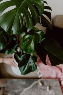 魔芋的深绿色叶子