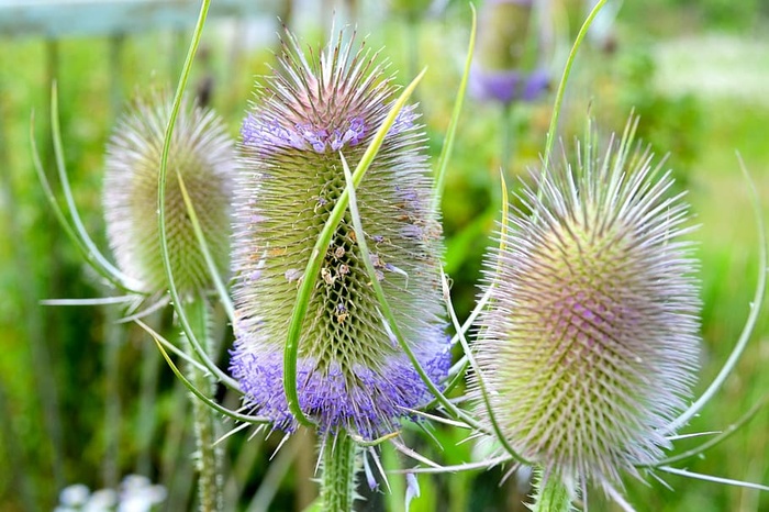 自然，植物，夏天，花，庭院，特写，花园，黑刺花园