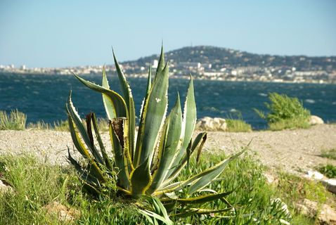 法国、塞特、地中海、仙人掌、自然、景观、绿色、风景