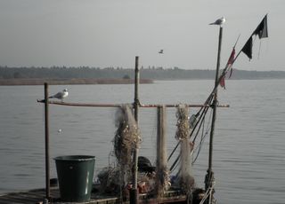 钓鱼，网络，渔网，港口，水，秋天，海鸥，天空