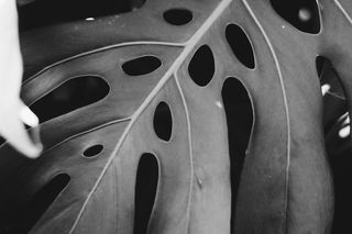 纹理，植物，叶子，机器，辐条，车轮，合金车轮，轮胎