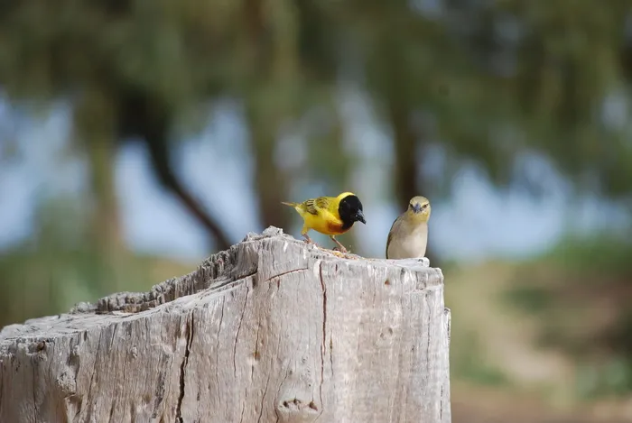 鸟，塞内加尔，麻雀，动物，动物主题，脊椎动物，野生动物，野生动物
