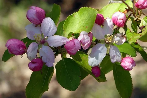 海棠树上的粉红色花朵。 海棠树上的粉红色花朵。