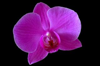 兰花，花朵，紫色花朵，兰花，花朵，紫色，特写，自然，飞蛾兰花