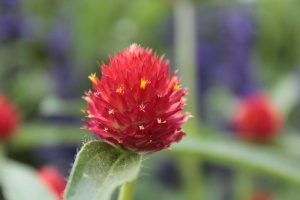 红色，红花，花，植物园，丹佛，开花植物，特写，新鲜度