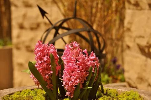 美国，波士顿，花卉，粉色，圆形，花卉，开花植物，植物