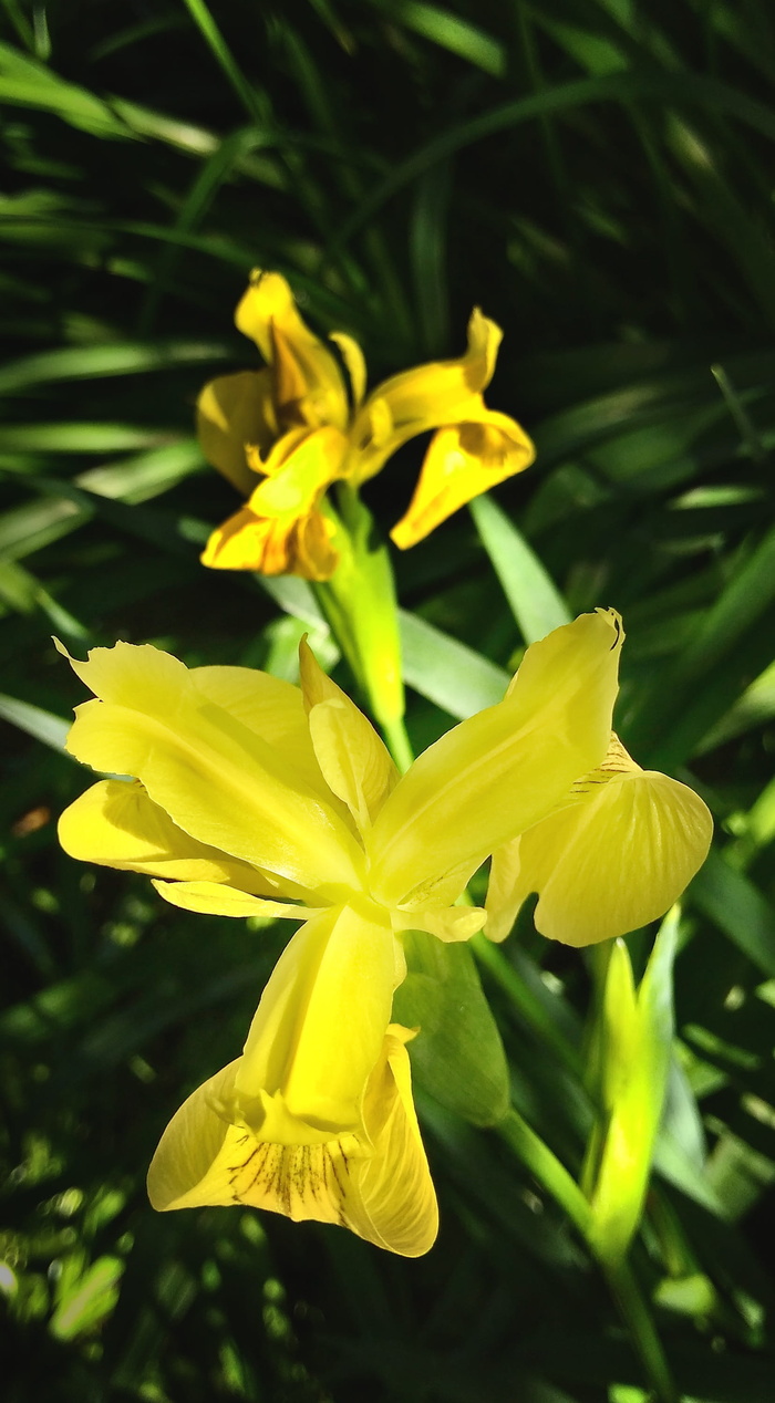 百合，鸢尾，花，开花，开花，植物，夏天，明亮