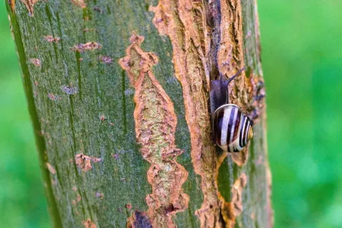 蜗牛、软体动物、螺旋体、生物学、无脊椎动物、贝壳、黏液、动物主题