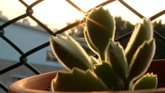 *，台北市，植物，特写，生长，自然，没有人，多汁植物