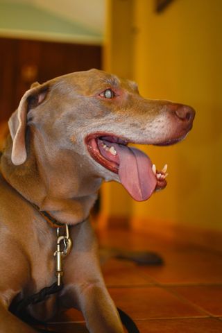 狗，宠物，哺乳动物，犬，动物，皮带，普林斯顿，新泽西州，美国