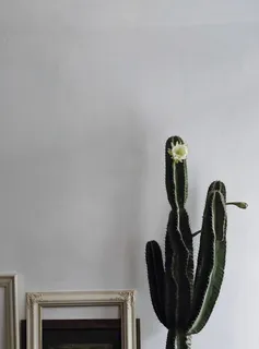 白色木质相框旁的绿色仙人掌植物 白色木质相框旁的绿色仙人掌植物
