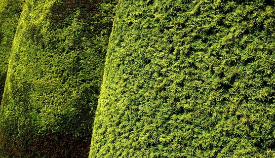 树篱、红豆杉、红豆杉、树叶、树叶、纹理、绿色、阴影