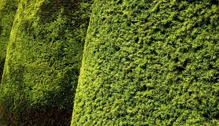 树篱、红豆杉、红豆杉、树叶、树叶、纹理、绿色、阴影