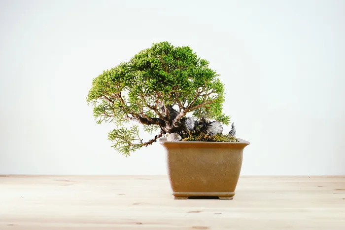 盆景，树木，日本，植物，生长，树木，盆栽植物，桌子