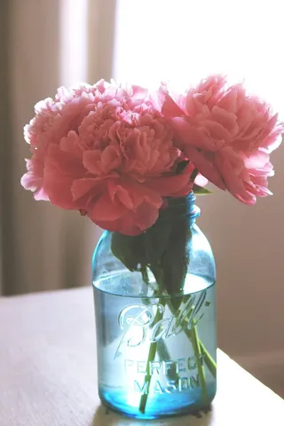 美国、丹佛、绿色、粉色、蓝色、花朵、花卉、壁纸