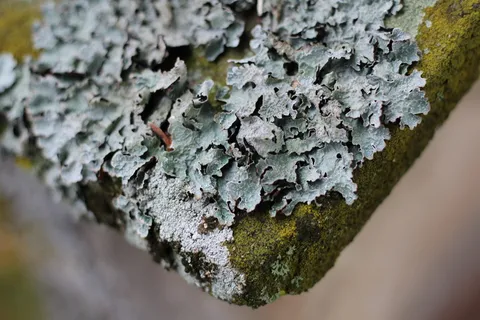 地衣,苔藓,石头,选择性聚焦,特写,纹理,树干,没有人 地衣,苔藓,石头,选择性聚焦,特写,纹理,树干,没有人