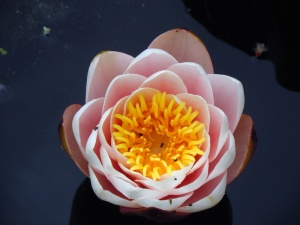 睡莲，黄花，花朵，开花，开花，自然之美，脆弱性，开花植物