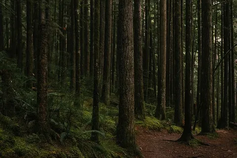 森林,自然,树木,森林,树木,林地,户外,景观 森林,自然,树木,森林,树木,林地,户外,景观