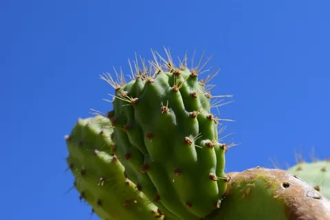 仙人掌,仙人掌梨,仙人掌温室,仙人掌,地中海,刺,仙人掌科,植物 仙人掌,仙人掌梨,仙人掌温室,仙人掌,地中海,刺,仙人掌科,植物