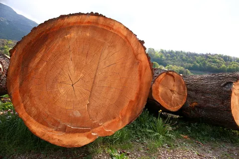 树干，树干，树皮，木材，树木，植物，自然，山脉