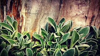 森林, 树, 植物, 叶子, 绿党, 自然, 叶, 植物