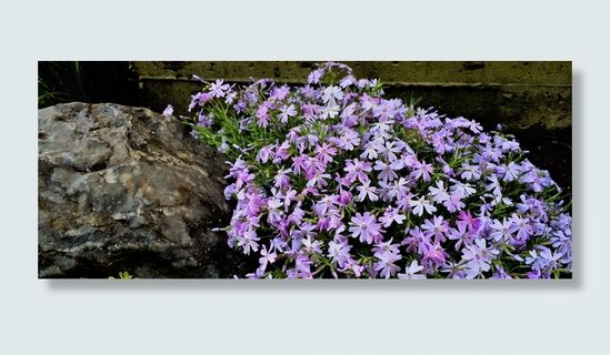 匍匐福禄考,花卉,福禄考,紫色,植物,春季,多年生,园艺 匍匐福禄考,花卉,福禄考,紫色,植物,春季,多年生,园艺