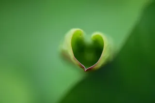 莲花, 哈特, 爱情, 草本植物, 绿色, 绿色, 植物, 心形