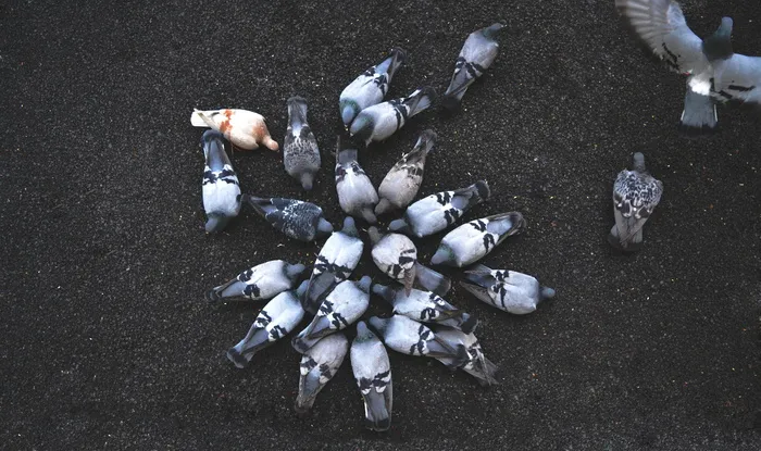 flock，鸽子采集，灰色，土壤，低，角度，摄影，columba