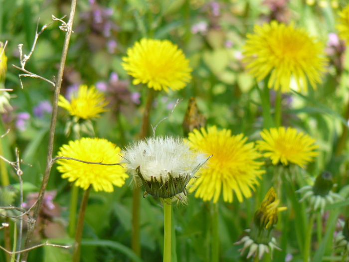 Fleurs des champs, Fleurs, 花瓣, 夏季花卉, 花, 植物, 黄色, 性质