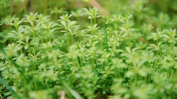 绿叶植物