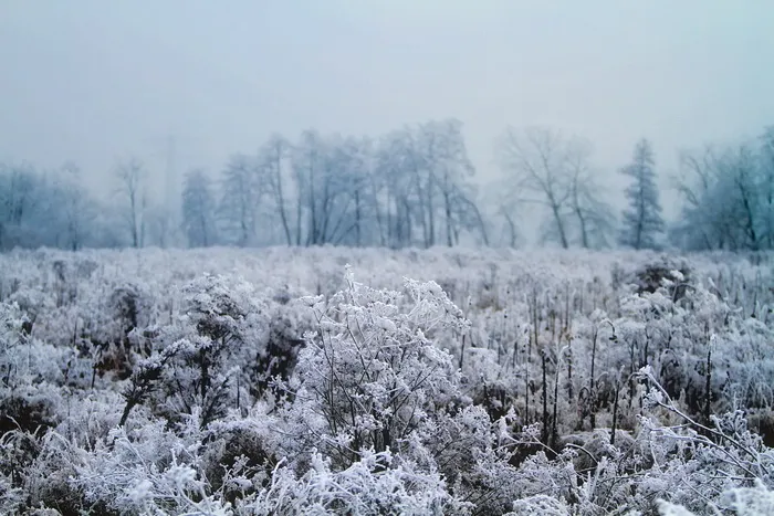 白色，花朵，田野，白天，冬天，雪，冰，白霜