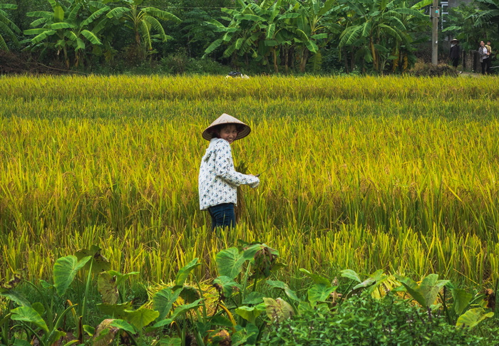 越南，ninh bình，菲律宾，幽灵，武士，可爱，肖像，微笑
