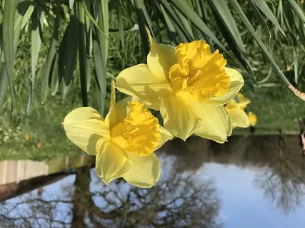 水仙花,黄色,田间,草,绿色,春天,复活节,开花植物 水仙花,黄色,田间,草,绿色,春天,复活节,开花植物