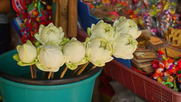 莲花,花,花,水,植物,莲花,花,水,植物,自然 莲花,花,花,水,植物,莲花,花,水,植物,自然