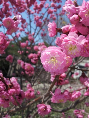 李子，春天，粉色，花，树，花，花树，红梅