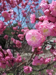 李子,春天,粉色,花,树,花,花树,红梅 李子,春天,粉色,花,树,花,花树,红梅